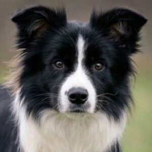 mirada normal border collie