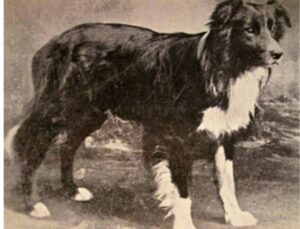 old hem padre del Borden Collie